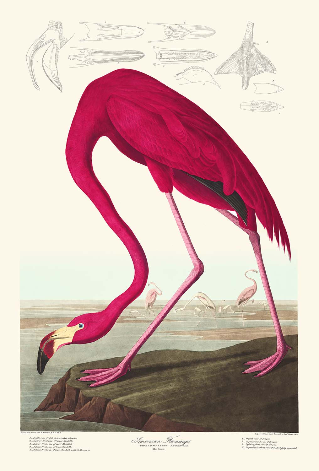 American Flamingo by John James Audubon, 1827