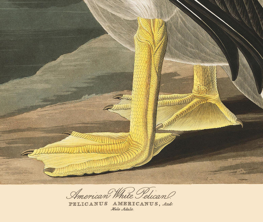 Pellicano bianco americano di John James Audubon, 1827 