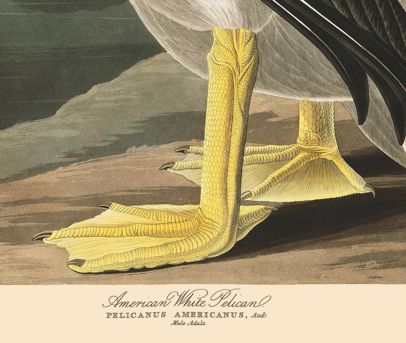 Amerikanischer Weißer Pelikan von John James Audobon, 1827 - Personalisierte Kunst