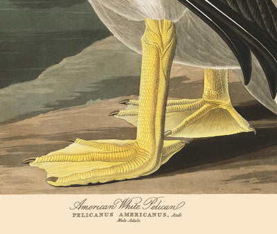 Pelícano blanco americano de John James Audobon, 1827 - Arte personalizado