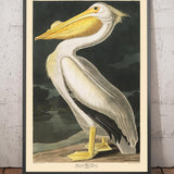 Pélican blanc américain par John James Audubon, 1827 