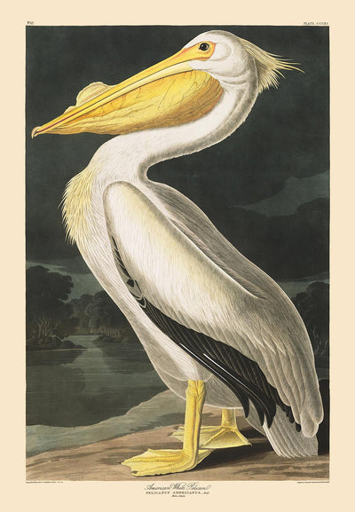 Pelícano blanco americano de John James Audobon, 1827 - Arte personalizado