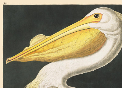 Amerikanischer Weißer Pelikan von John James Audobon, 1827 - Personalisierte Kunst