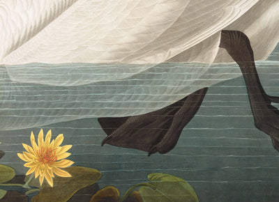 Cygne d'Amérique par John James Audobon, 1827 - Beaux-arts personnalisés