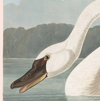 Cisne común americano por John James Audobon, 1827 - Bellas Artes personalizadas