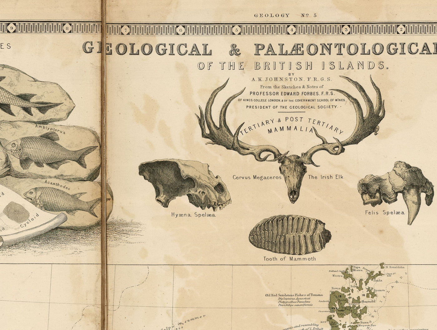Mapa antiguo de geología y fósiles de las Islas Británicas, 1854, por A.K. Johnston y Edward Forbes - Reino Unido, Escocia, Irlanda, Paleontología