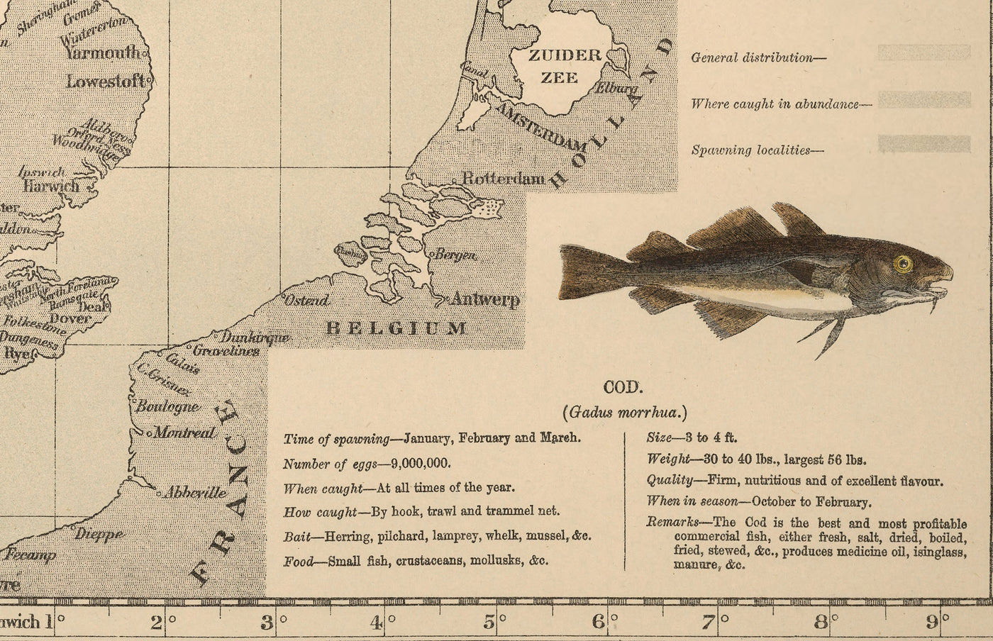 Old Cod Fish Map of the North Sea, 1883 by O.T. Olsen - Cod Fishing, D ...