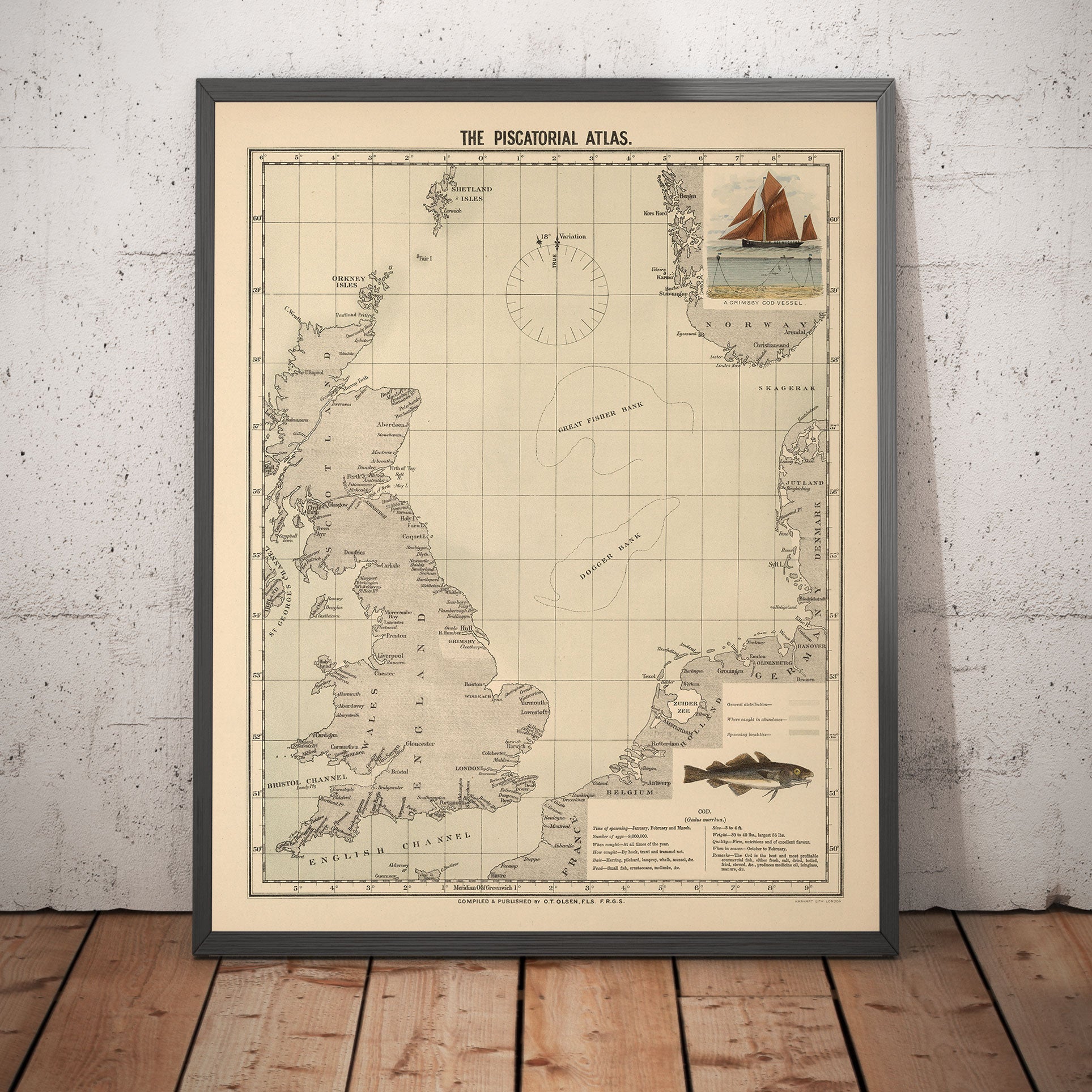 Old Cod Fish Map of the North Sea, 1883 by O.T. Olsen - Cod Fishing, D ...