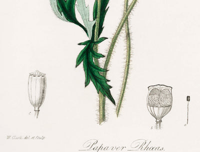 Coquelicot commun issu de la botanique médicale de Stephenson et Churchill, 1836 - Beaux-arts personnalisés