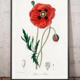 Common Poppy Botanical Illustration by Stephenson and Churchill, 1836