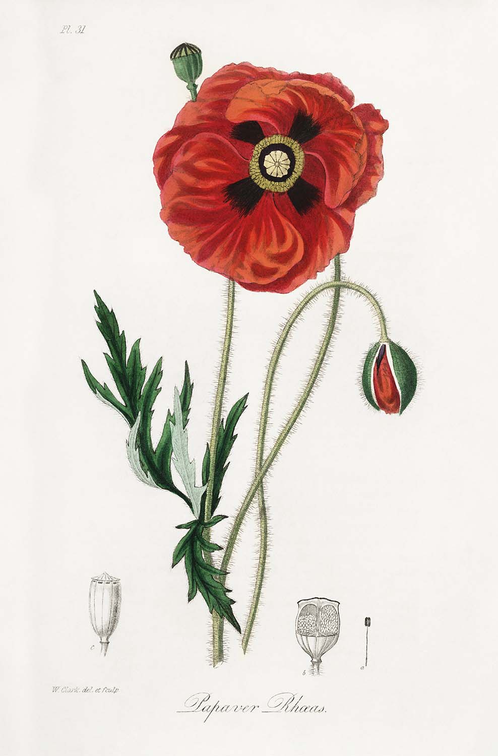 Coquelicot commun issu de la botanique médicale de Stephenson et Churchill, 1836 - Beaux-arts personnalisés