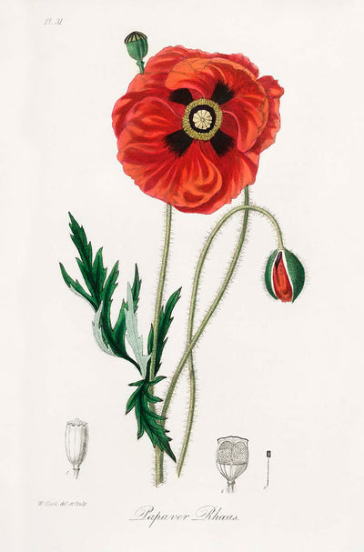 Amapola común de la Botánica Médica de Stephenson y Churchill, 1836 - Bellas Artes personalizadas