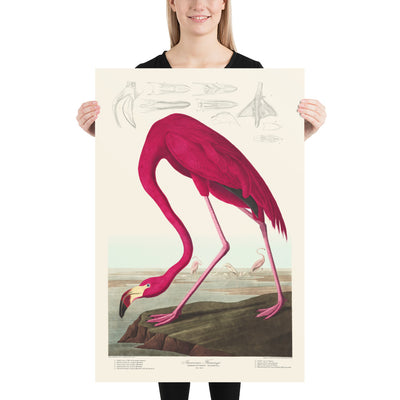 American Flamingo por John James Audobon, 1827 - Arte personalizado