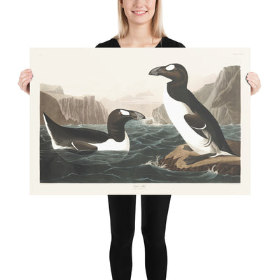 Great Auk (Extinct Penguin) por John James Audobon, 1827 - Bellas Artes personalizadas