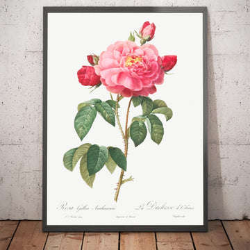 Ilustración botánica de la rosa gala de Pierre-Joseph Redouté, 1817