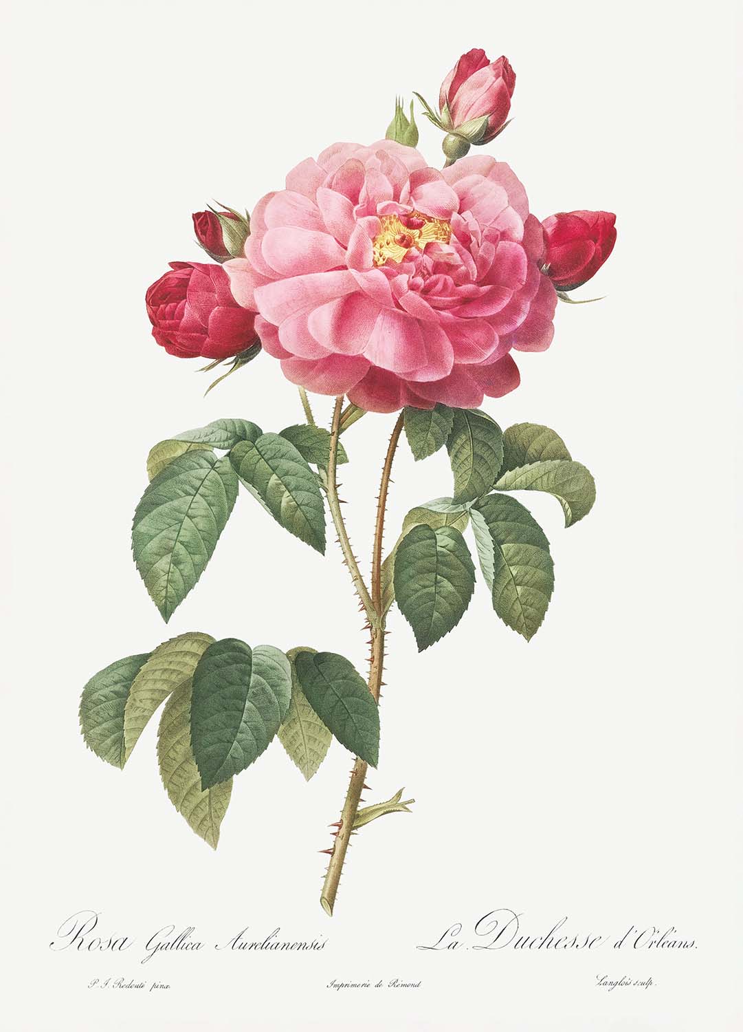 Rose gauloise par Pierre-Joseph Redouté, 1817 - Beaux-arts personnalisés
