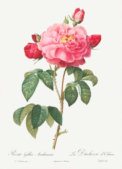 Rose gauloise par Pierre-Joseph Redouté, 1817 - Beaux-arts personnalisés