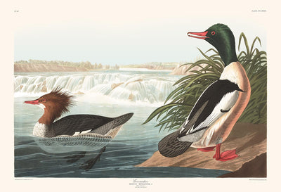 Harle bièvre (canard de mer) par John James Audobon, 1827 - Œuvres d'art personnalisées
