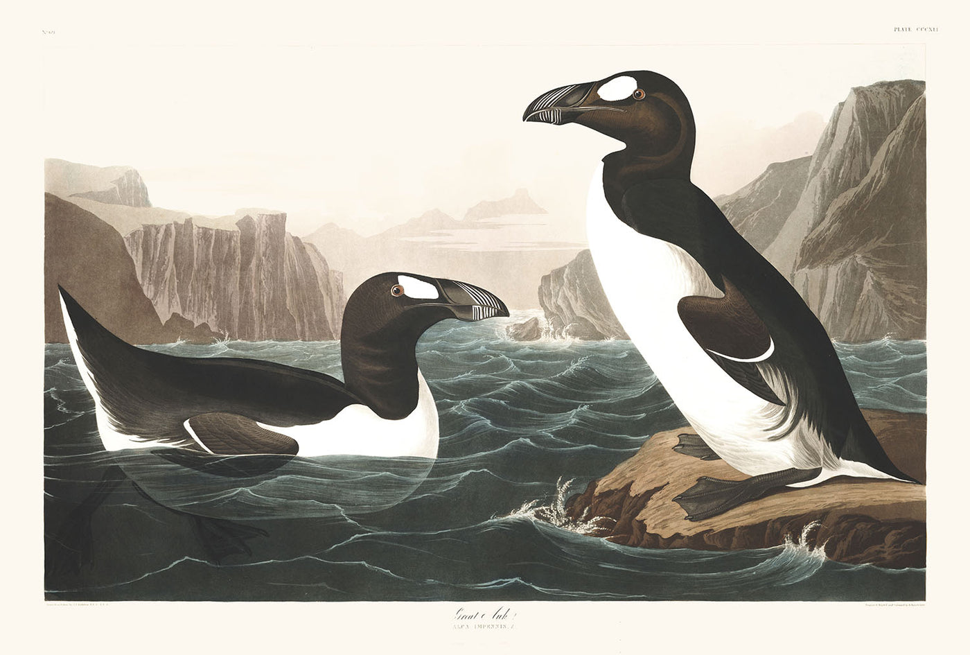 Großer Auk (Ausgestorbener Pinguin) von John James Audobon, 1827 - Personalisierte Kunst