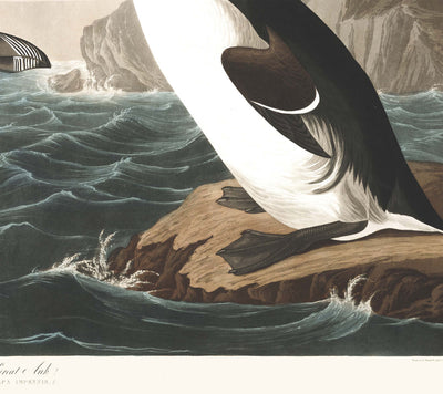 Great Auk (Extinct Penguin) by John James Audubon, 1827 - Personalised Fine Art