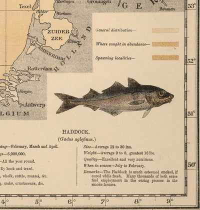 Old Haddock Fish Map of the North Sea, 1883 by O.T. Olsen - Haddock Fishing, Distribution, Spawning, Etc.