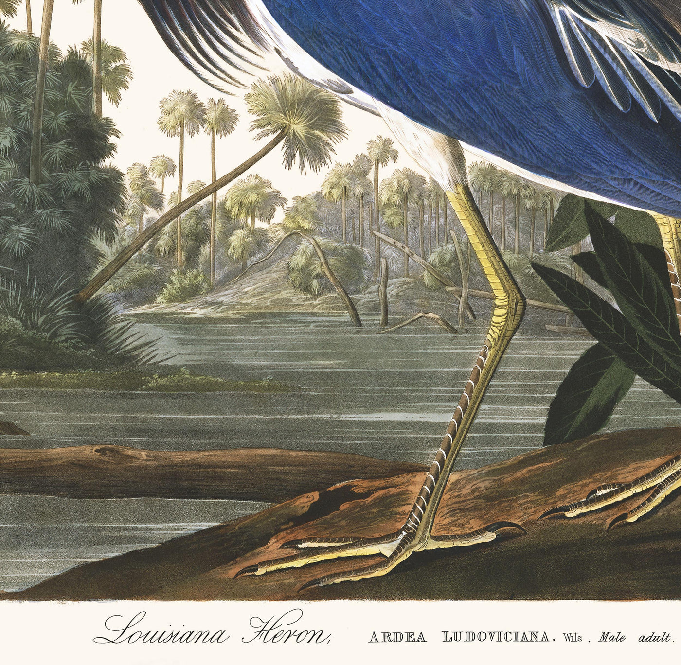 Garza de Luisiana por John James Audobon, 1827 - Arte personalizado