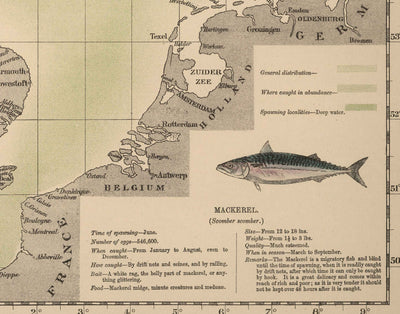 Ancienne carte des maquereaux de la mer du Nord, 1883, par O.T. Olsen - Pêche du maquereau, distribution, frai, etc.